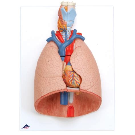 Lung Model With Larynx 7 Part Uk