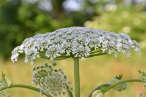 It can be the appearance that confuses many gardeners, as with blue flowers and green leaves, their appearance is more like flowers than a weed. Heracleum mantegazzianum - UF/IFAS Assessment - University ...