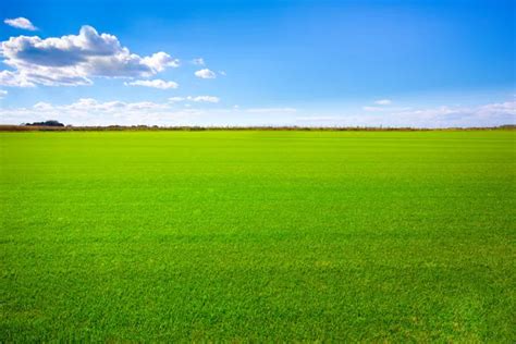 ᐈ Green Grass Field Stock Images Royalty Free Grass Field Pictures