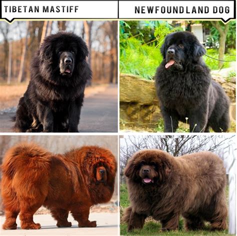 Tibetan Mastiff Size Comparison To Human