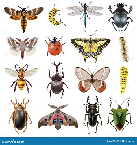Insectos Conjunto Ilustración Del Vector Ilustración De Pictograma
