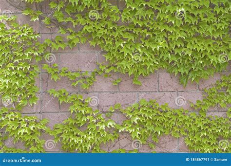 Ivy On Brick Wall Stock Image Image Of Architect Ordinary 184867791