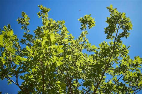 Premium Photo Closeup Of Green Leaves On A Tree And The Bright Blue Sky