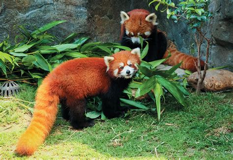 New Cubs In Town Red Pandas Take Up Residence At The Wnc Nature