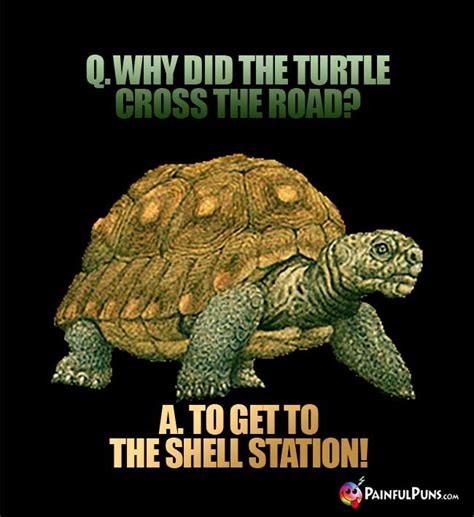 turtle jokes shelly old puns
