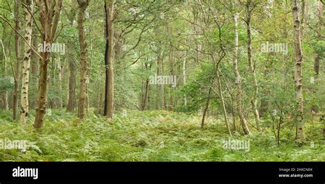 Ahlenfalkenberg In The Moorland Forest Hi Res Stock Photography And
