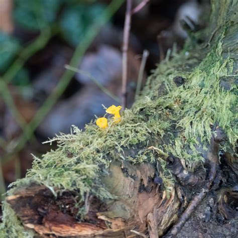 Good regeneration rate, only make you slightly full and are very light. Tiny yellow mushrooms among feathery lichen | David | Flickr