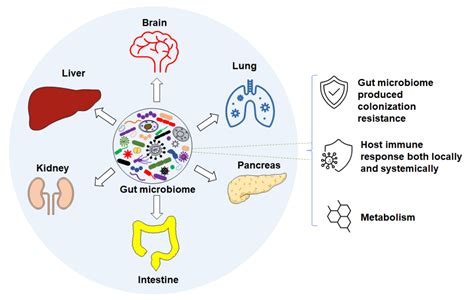 Microorganisms Free Full Text Consideration Of Gut Microbiome In