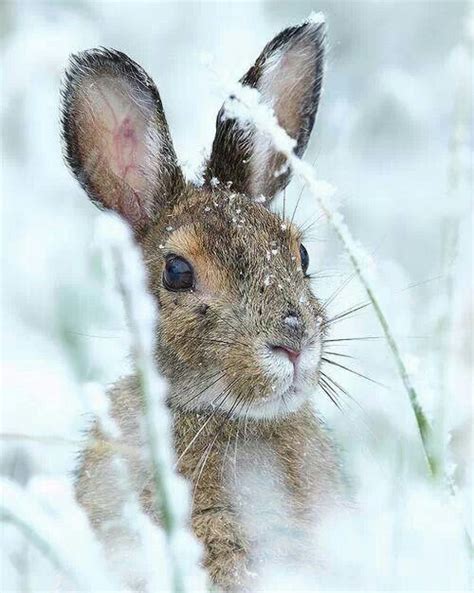 Snow Bunny In Winter Woods Aromas And Art Animals Winter Animals