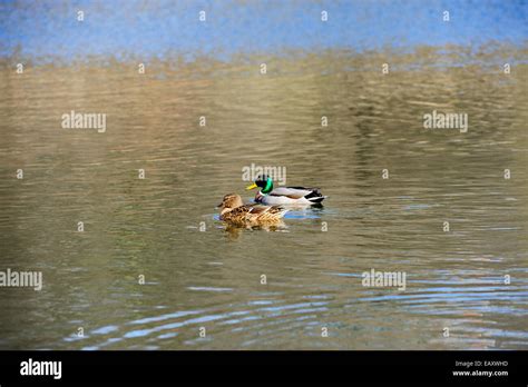 Two Ducks On The Water Stock Photo Alamy