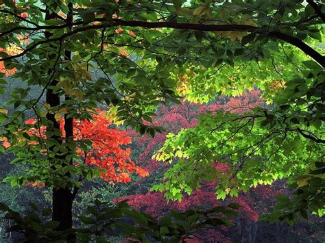 Red Leafage Forest Autumn Beauty Trees Red Leaves Hd Wallpaper