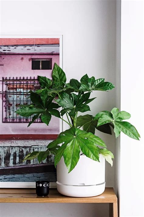 10 pet-friendly indoor plants | Plants, Indoor plants, Bathroom plants
