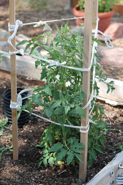 8 How To Stake Tomatos Ideas Garden Trellis Diy Garden Garden Projects
