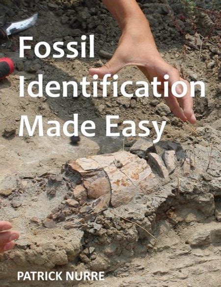 Fossil Identification Made Easy The Kit Northwest Treasures