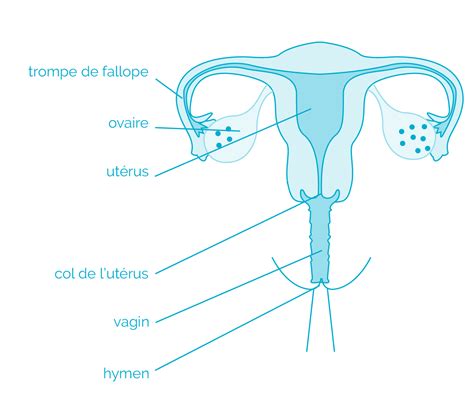 Connaitre Votre Anatomie Pour Utiliser Une Coupe Menstruelle Lunacopine