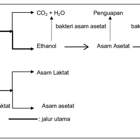 Gambar 1 Pembentukan Asam Asetat Dan Asam Laktat Dalam Fermentasi