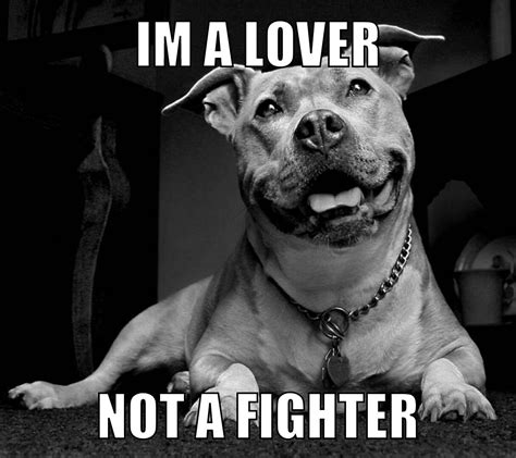 Funny Pitbull Dog Quotes Pitbull Dog