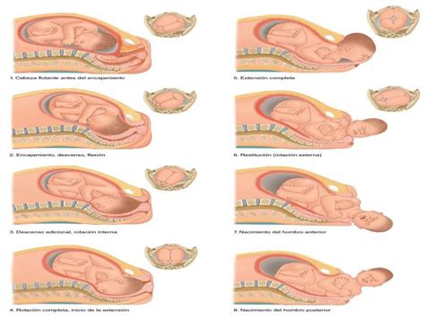 Como Funciona Parto Normal