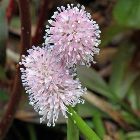 The plant is native to north, central, and south america. Plants - North Carolina Native Plant Society