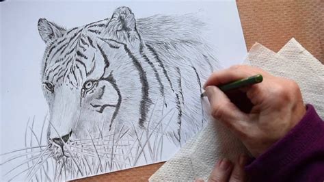 How To Draw A Tiger Use The Grid Method To Transfer Your Photos Onto