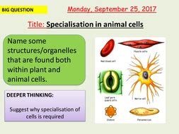 Learn here about the different animal cell animal cell n., plural: AQA new specification-Specialisation in animal cells-B1.4 ...