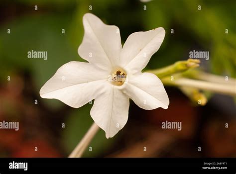 Five Petal Hi Res Stock Photography And Images Alamy
