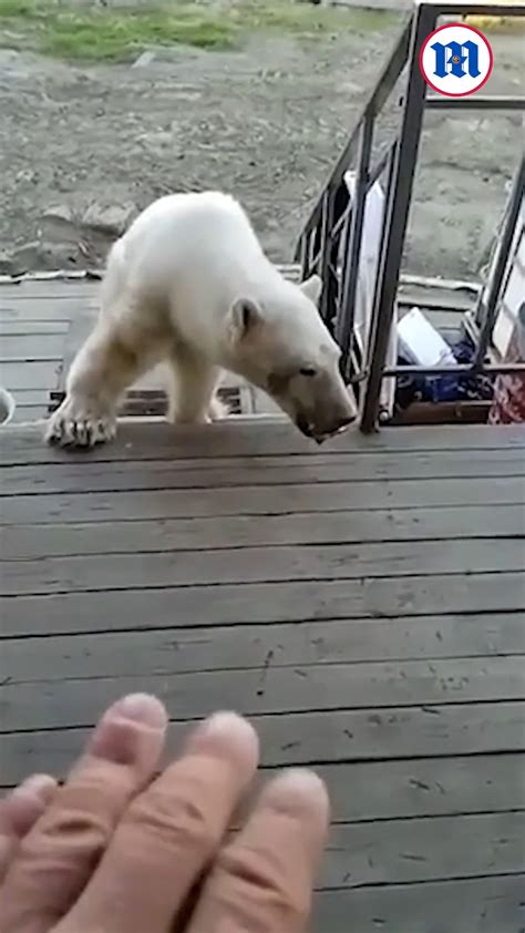Polar Bear Cub Pleading For Human Help This Is A Rare Instance You