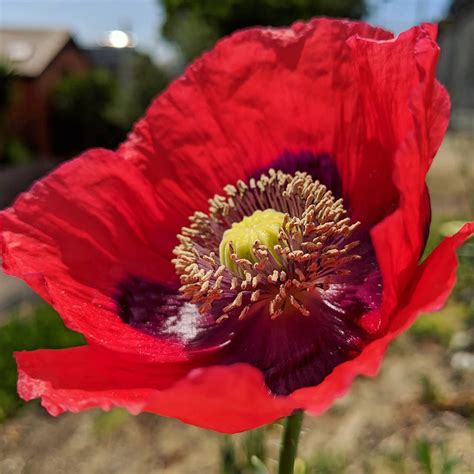 Opium Poppy Papaver Somniferum Weeds Of Melbourne