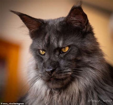 meet  majestic maine coon cat    viral sensation   fancy fur ihealthynews