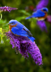 Bluebirds Image Animaux Les Oiseaux Du Monde Beaux Oiseaux