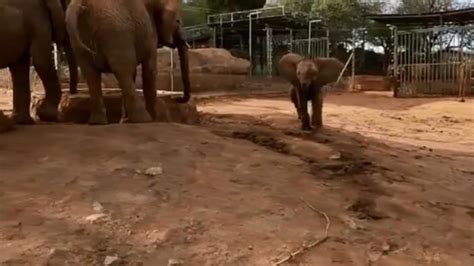 Playful Baby Elephant Wins Hearts With Its ‘tiny Trumpets Watch