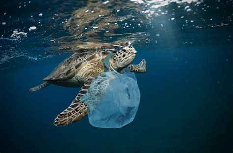 G20 Nations Unite To Reduce Plastic Waste And Ocean