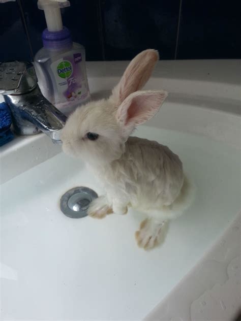 Bunny Bath Aww
