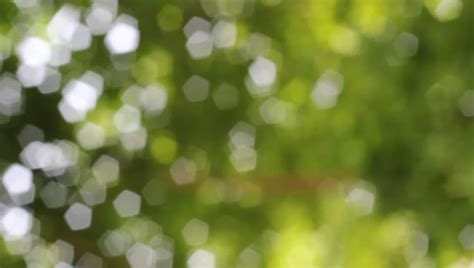 Nature Green Bokeh Blurred Leaves Stock Footage Video 6473951