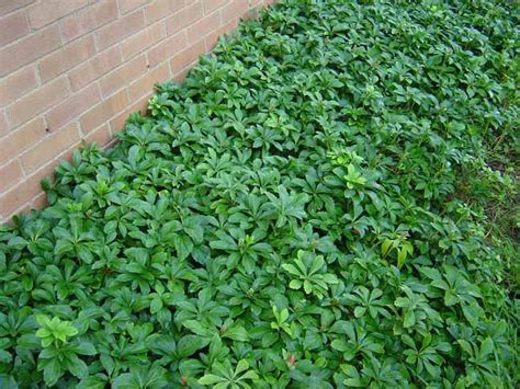 Ground Cover Plants