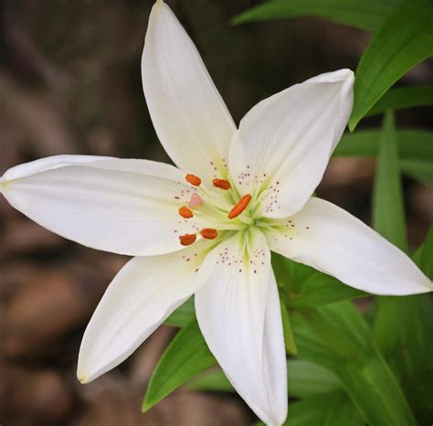A Close Portrait Of A White Lily Flower Genus Lilium Photograph By