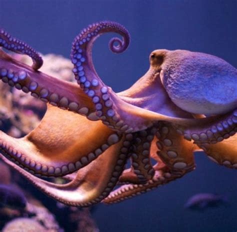 are super smart octopuses conscious earthzine