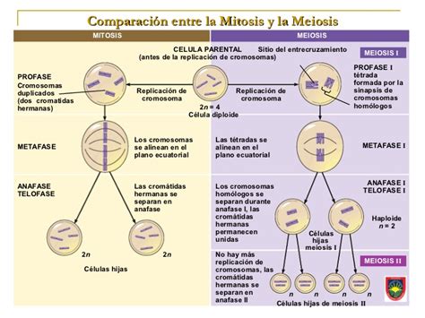 Cuadro Comparativo De Mitosis Y Meiosis Ejemplo Tutorial
