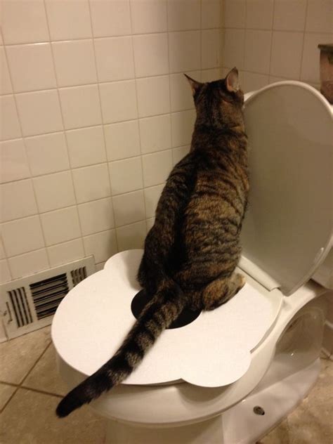 Fur Laughs Heres One More Reason Your Cat Should Not Use The Toilet