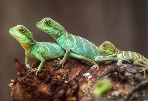 What Do Backyard Lizards Eat Information And Facts Pest Samurai