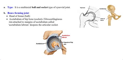 Hip Joint Anatomy Qa