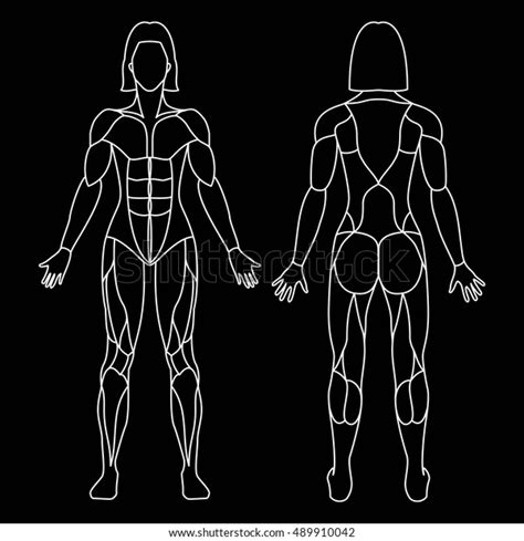 Anatomy Female Muscular System On Black Stock Vector Royalty Free