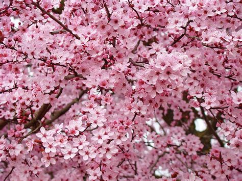 Spring Trees Pink Flower Blossoms Baslee Troutman Photograph By Patti