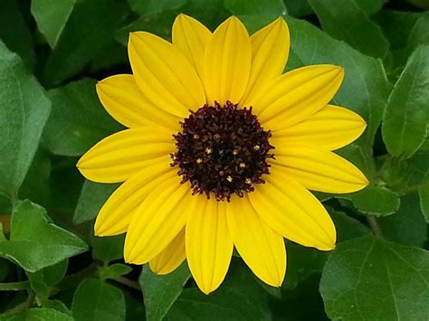 Quick & easy checkout · fresh from the fields · easy mobile checkout Beach Daisy growing wild St.Augustine | Nature, Plants, St ...