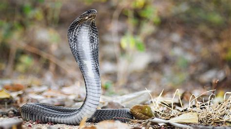 Siamese Spitting Cobra The Animal Facts Appearance Diet Habitat