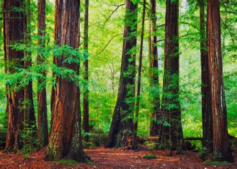 Californian Redwood Forest Stock Photo Image Of Growth 32715482