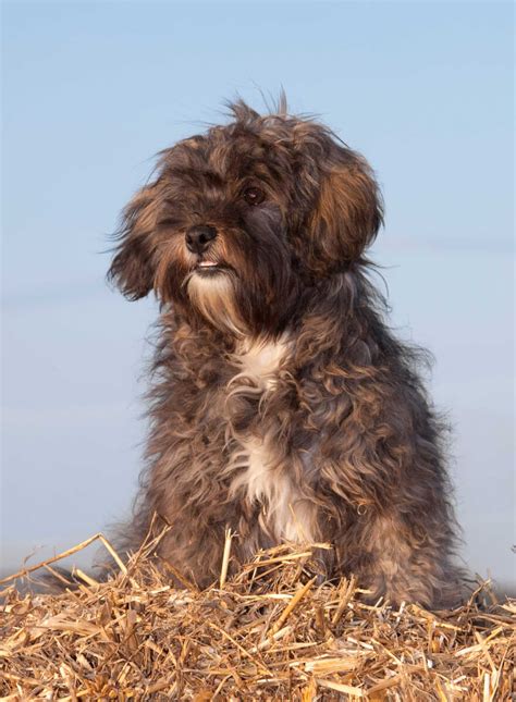 Shih Poo Dog Breed Everything About Shih Poos
