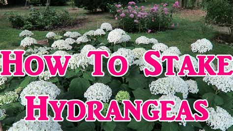 The current annual yield on tezos is around 6%, minus a validator's fees.the best feature is that xtzs staked are always liquid. Hydrangea Staking Tutorial - YouTube