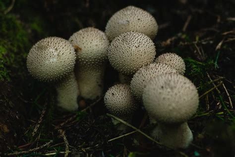 5 Pacific Northwest Mushrooms You Can Eat