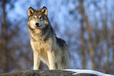 North American Wildlife Jim Zuckerman Photography And Photo Tours